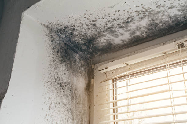 Affordable Mold Cleanup solutions in Morristown, TN