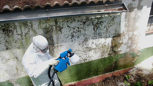 Top rated local Mold Cleanup specialists in Morristown, TN